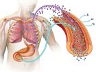 Destroy diabetes using a 3-step pancreas jumpstart technique